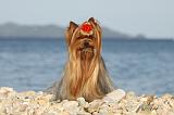 YORKSHIRE TERRIER 337